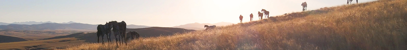 Panorama of Jim Dolan's Bleu Horses sculptures on a grassy hillside at sunset